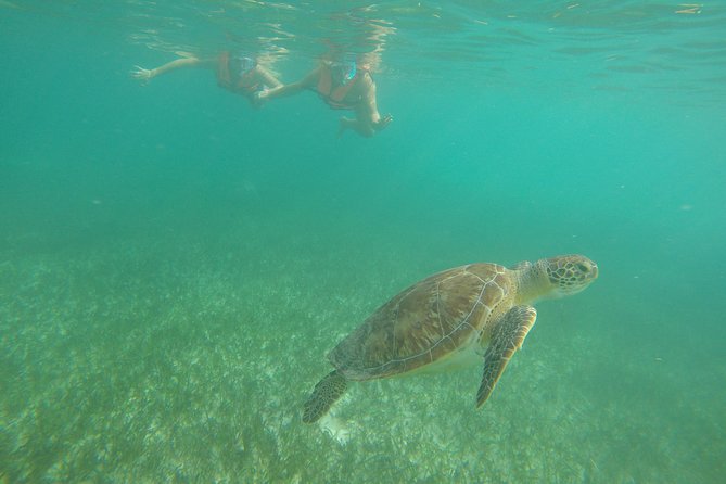 Akumal Marine Turtle Daily Tour