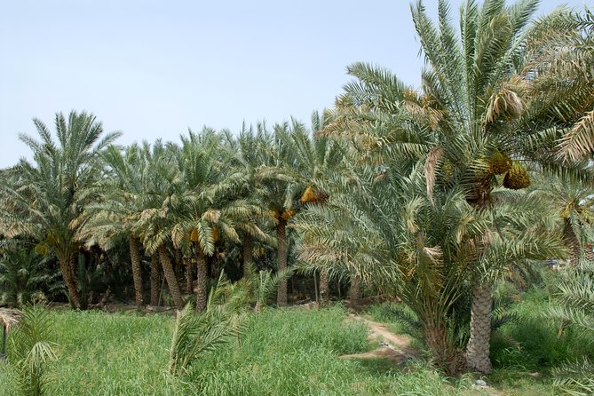 Al Ain City Tour Full-Day With Guide - Itinerary Highlights