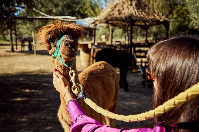 Alpaca Trek