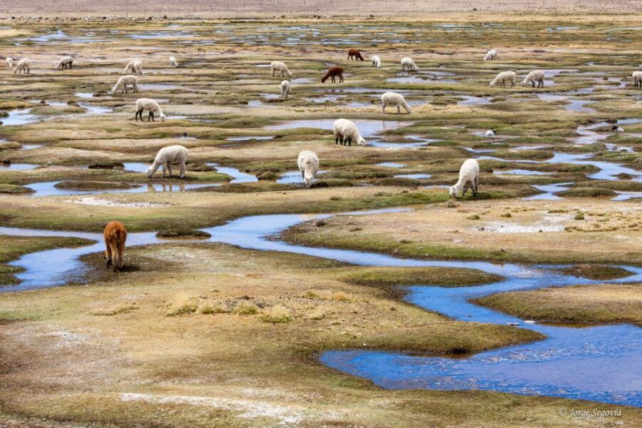 Andean Saltflats Full-Day With Breakfast and Lunch