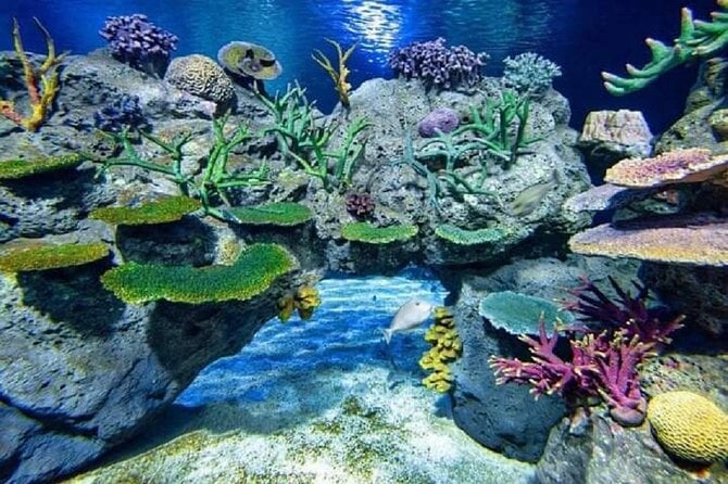 Angkor Wildlife & Aquarium Halfday Tour