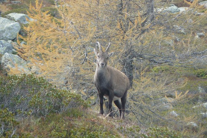Animal Watching in Megève