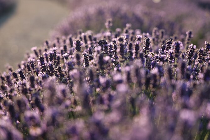 Aroma Sampling of 5 Bulgarian Lavender Varieties at Dives Winery - Discover the Varieties of Bulgarian Lavender