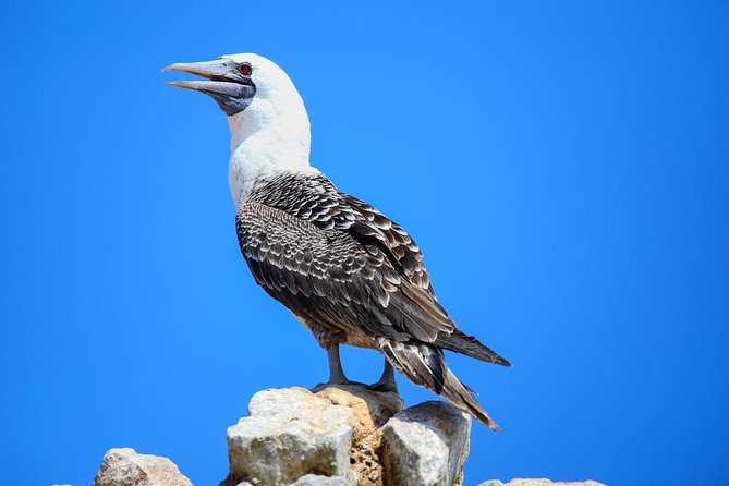 Ballestas and Paracas From Lima by Bus