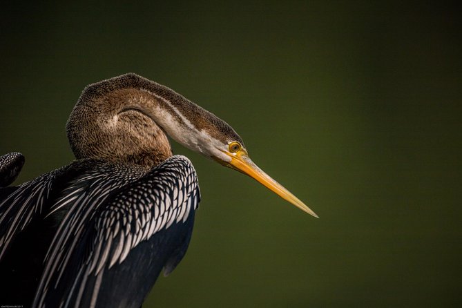 Bharatpur Birding Adventure From Delhi