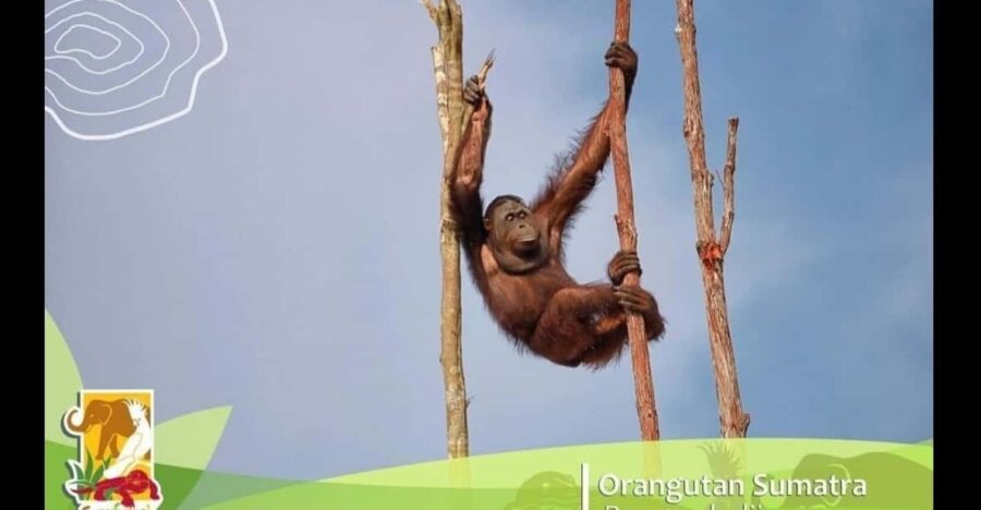 Bintan Safari Lagoi + Honey & Eco Farm Tour