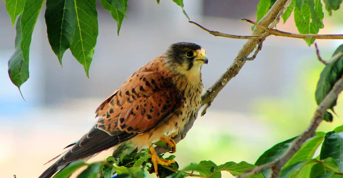 Bird Watching The Raptors - Activity Overview