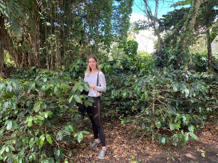 Bogotá: Guided 5-Hour Coffee Farm Tour