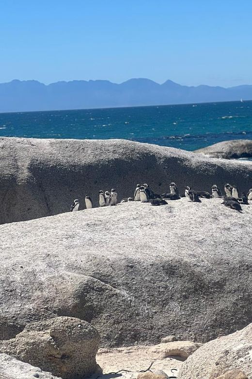 Boulders Beach Penguins and Wine Tasting Full-Day Tour