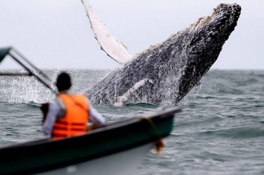 Buenaventura: Whale Watching Trip With Overnight Stay