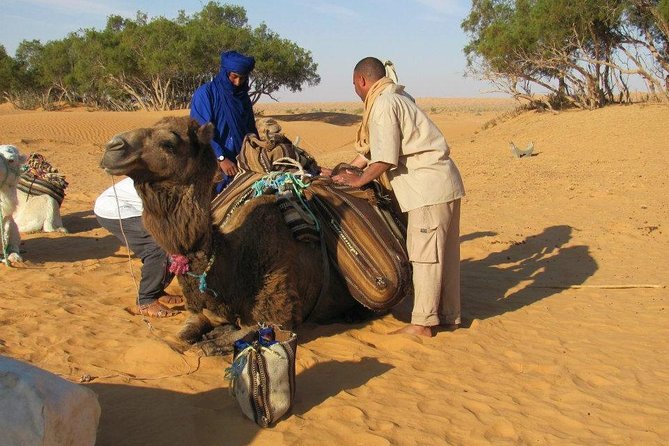 Camel Ride and 1 Night in the Desert