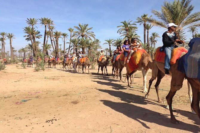 Camel Ride in Marrakech Palm Grove