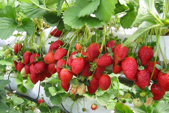 Cameron Highlands Day Trip