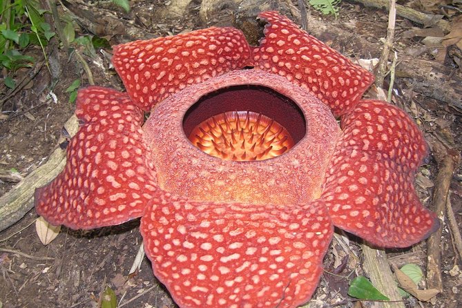 Cameron Highlands: Natures Wonder Amazing Rafflesia Explorer