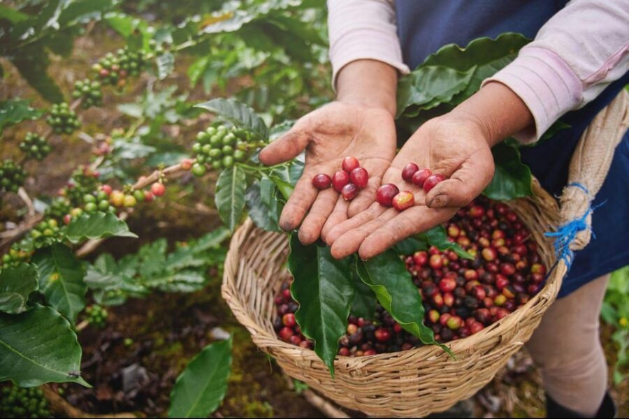 CANYONING and COFFEE TOUR at LOCAL FAMILY FARM From GUATAPE - Activity Overview
