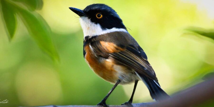 Cape Town Birds & Gardens. Private Tour.