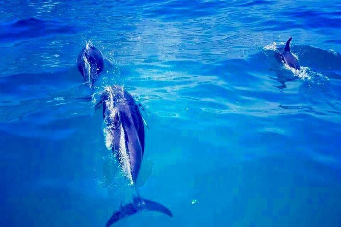 Cape Town Boat Trip - Tour Details