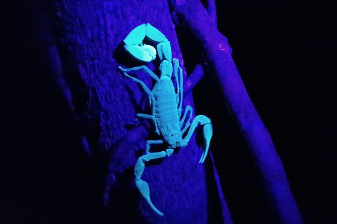 Caribbean Moonlight Hike