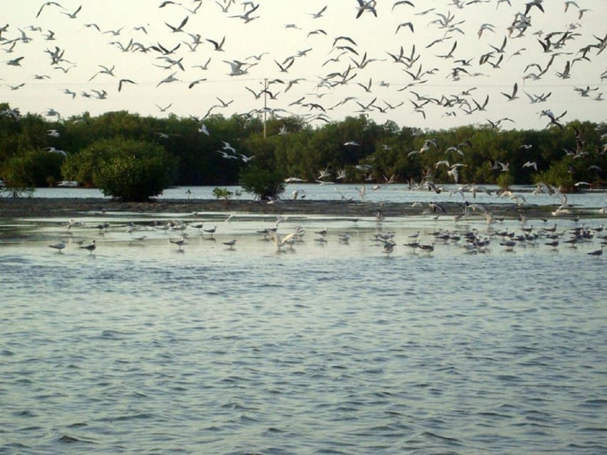 Cartagena: Bird Watching Experience in the Mangrove