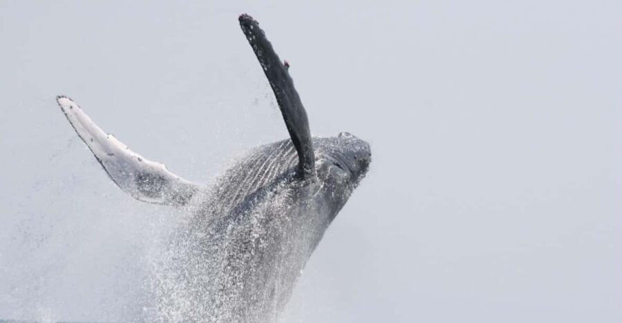 Chatan: Okinawa Whale Watching Cruise