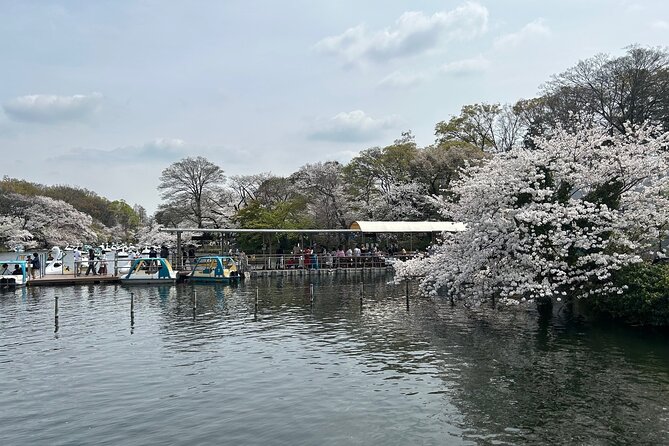 Cherry Blossom Guided Tour At Inokashira Park Kichijoji