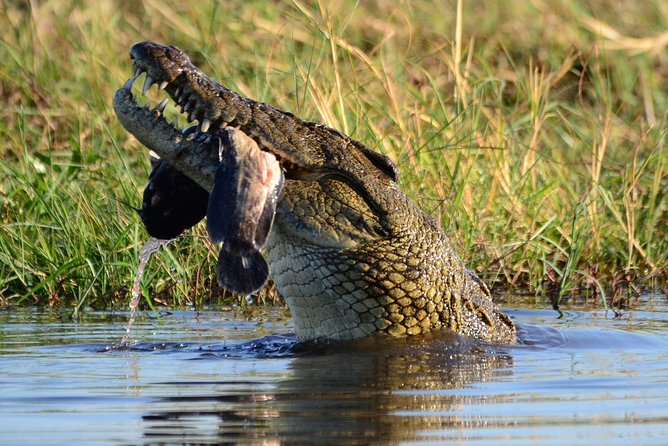 Chobe Day Trip