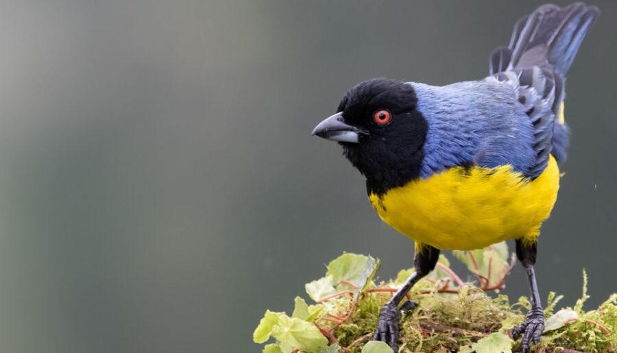 Coffee Wings: 8 Day Birdwatching in Colombia Coffee Region