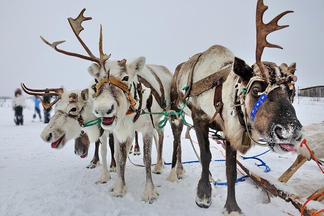 Combo TourHusky and Reindeer Sledding Ride in Levi