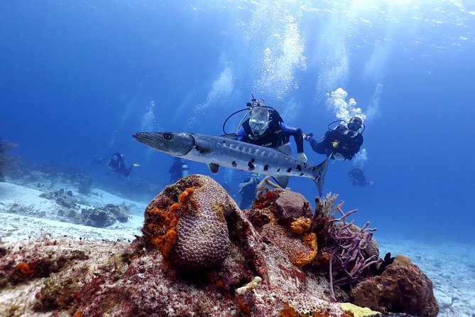 Cozumel Express 2-Tank Dives From Playa Del Carmen/ Only for Certified Divers