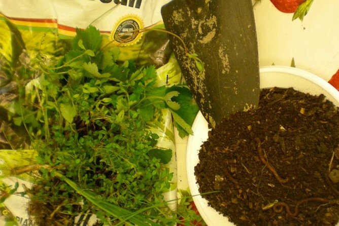 Creative Workshop – Vegetable Garden in Boxes