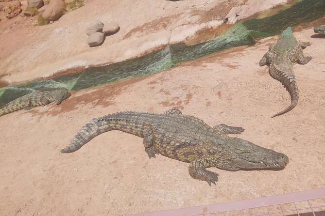 Crocodil Park Transport and Entrance Ticket Crocoparc Included - Overview of Crocodil Park Experience