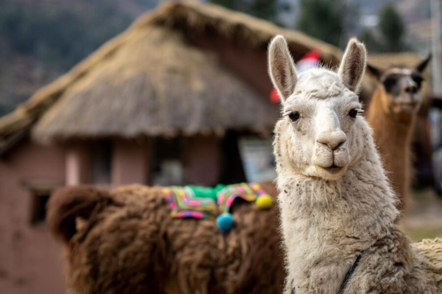 Cusco: Alpaca Therapy in the Cuyo Chico Community |Half Day|