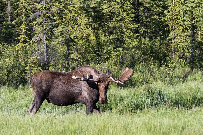 Denali Photo Excursion