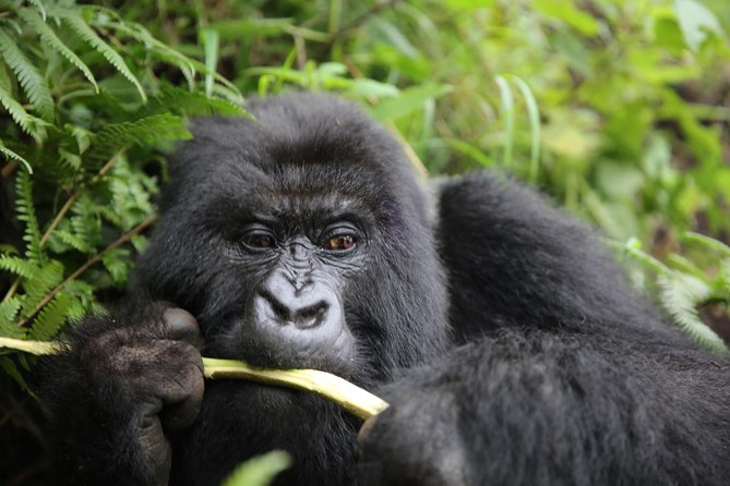Discover the Beauty of Rwanda in 12Days