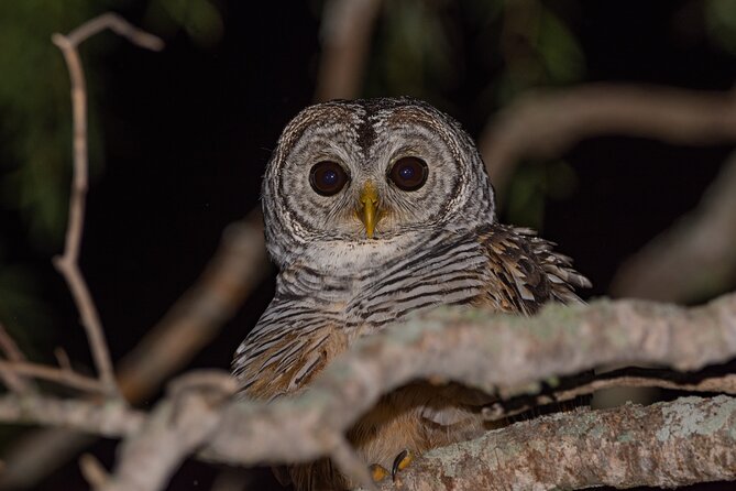 Discovering Wildlife of the Chaco