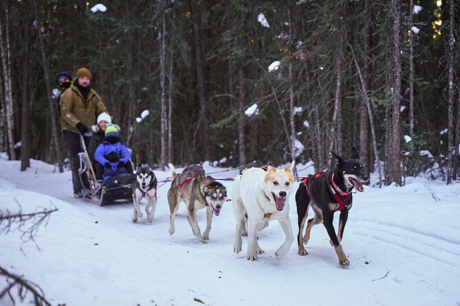 Dogsled and Reindeer Day Trip to Borealis Basecamp - Included Activities and Meals