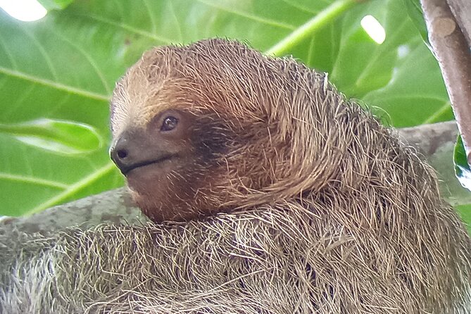 Ecocentro Danaus Nature Walk and Search for Sloths