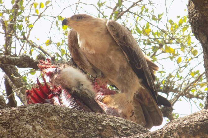 Enjoy a Private Day Trip to Lake Manyara National Park.