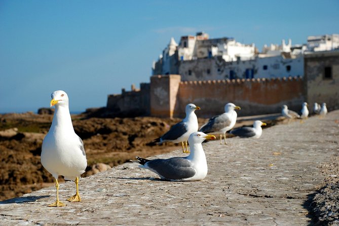 Essaouira Day Trip From Marrakech