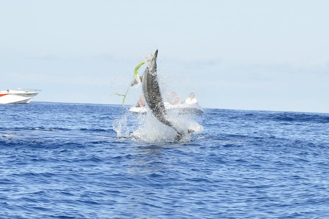 Exclusive Dolphins Encounter