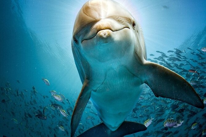 Experience the Dolphin House Royal VIP Sea Trip in Hurghada