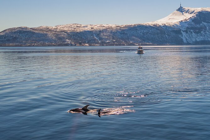 Fjord Safari in the Altafjord