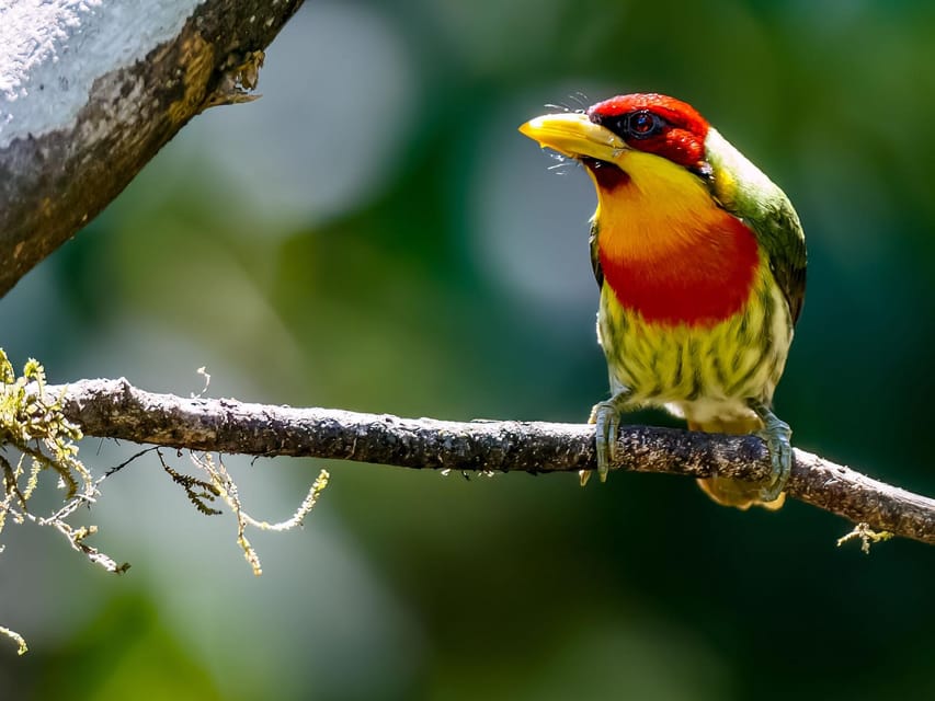 From Cusco | Manu Jungle Excursion 7D/6N | Wonders of Manu