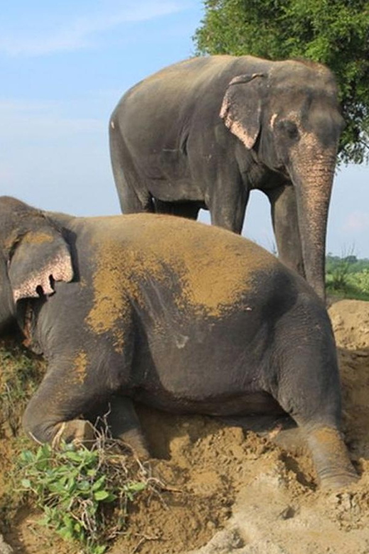 From Delhi: 1-Day Trip Mathura With Elephant Conservation