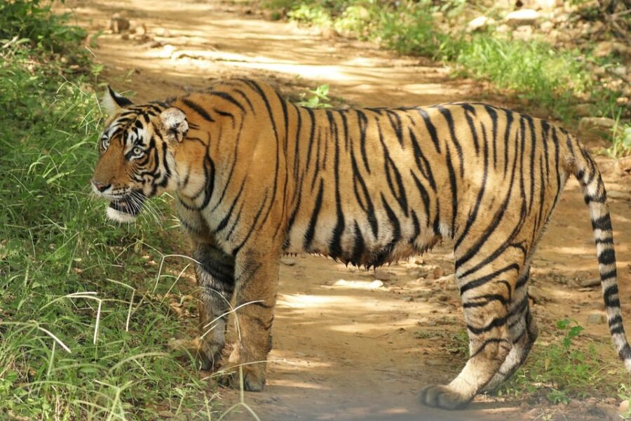 From Delhi: 3-Day Ranthambore Tiger Safari Tour - Tour Overview