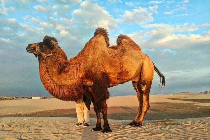 From Ica: Camel + Buggy Ride - Camel Ride Details