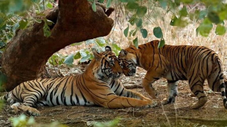 From Jaipur: Private Ranthambore Day Trip With Tiger Safari
