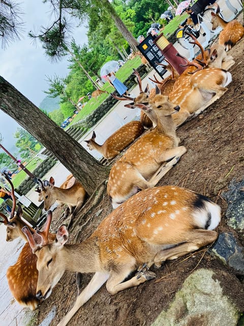 From Kyoto: Nara Private Car Tour With Hotel Pickup