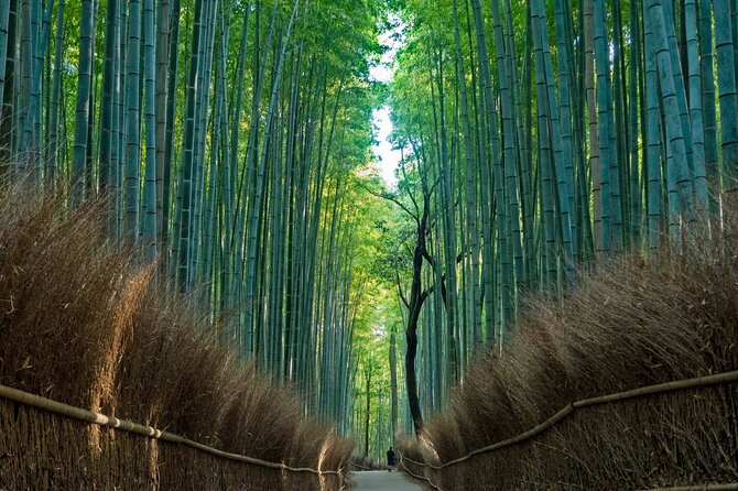 From Osaka-Kyoto: Kyoto and Nara 1Day Bus Tour