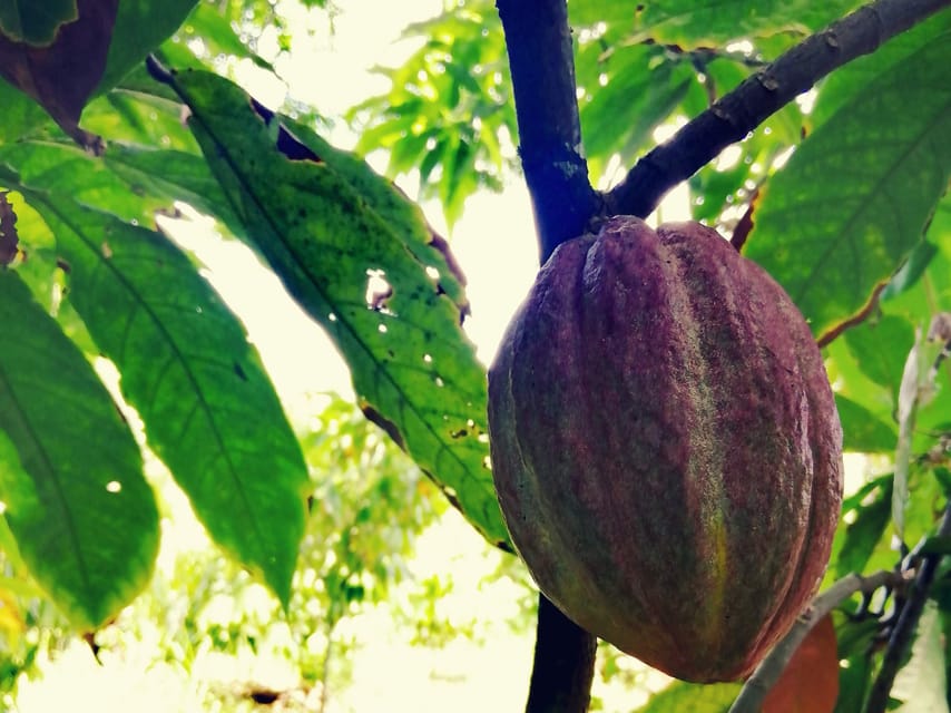 From Puerto Plata Priv: Cocoa, Coffee, Cigars & Local Market